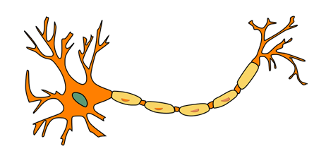baby brain development